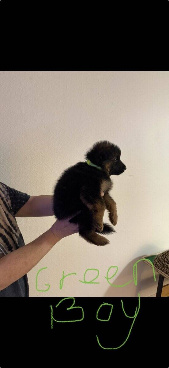 AKC German Shepherd puppies image 4