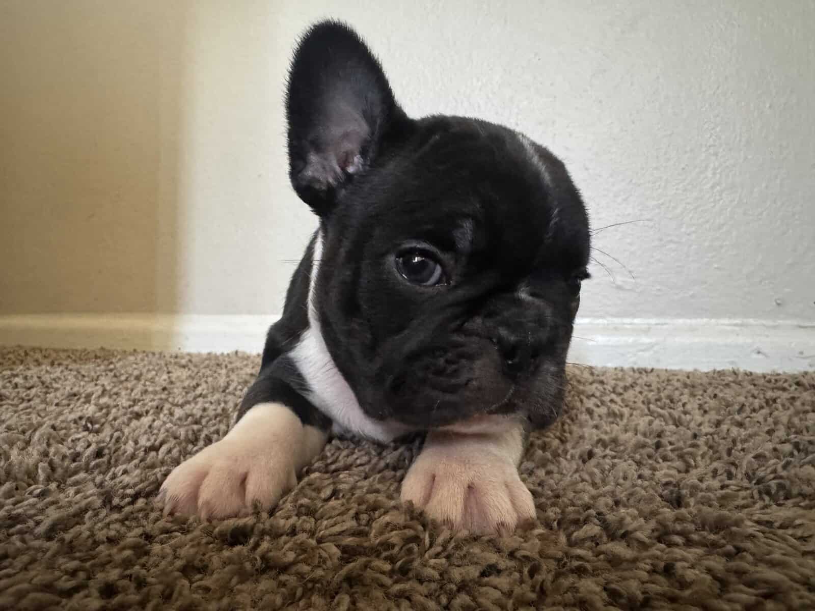French Bulldog Puppies image 6