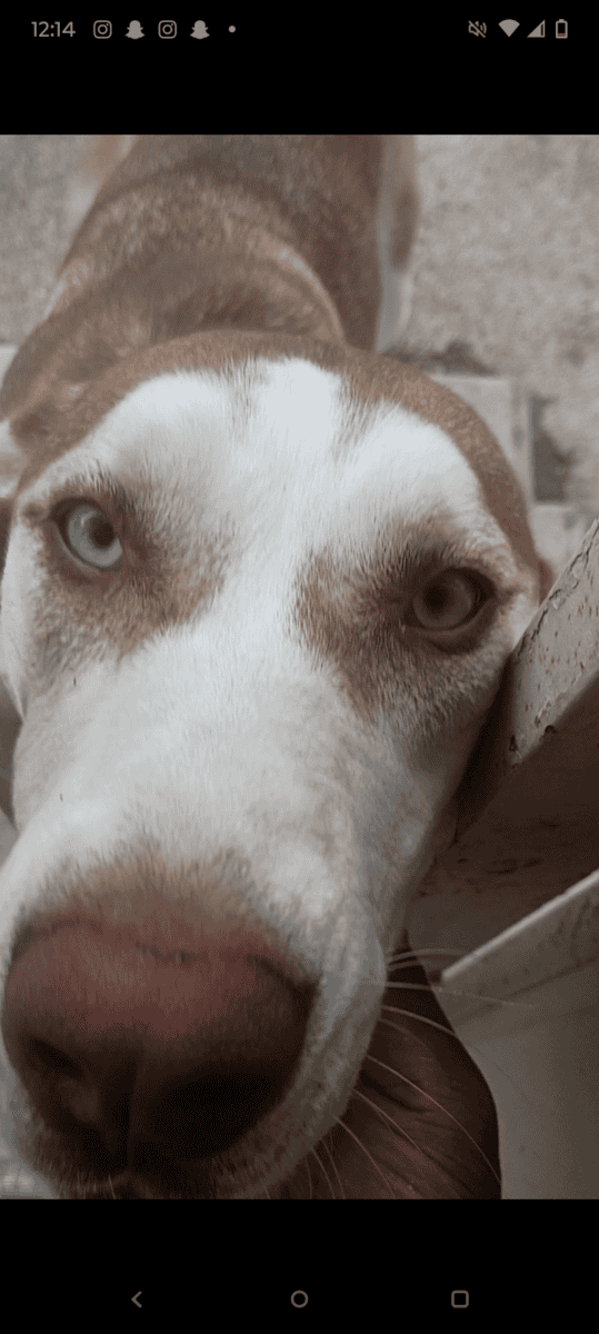 Siberian husky mixed with boxer image 1
