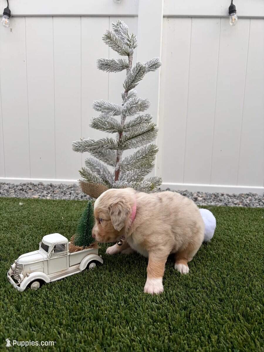 Red Merle - Mini Australian Shepard - image 1