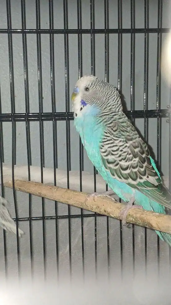Easty & Icicle, 2 male sky-blue budgies (35 ea.) image 6