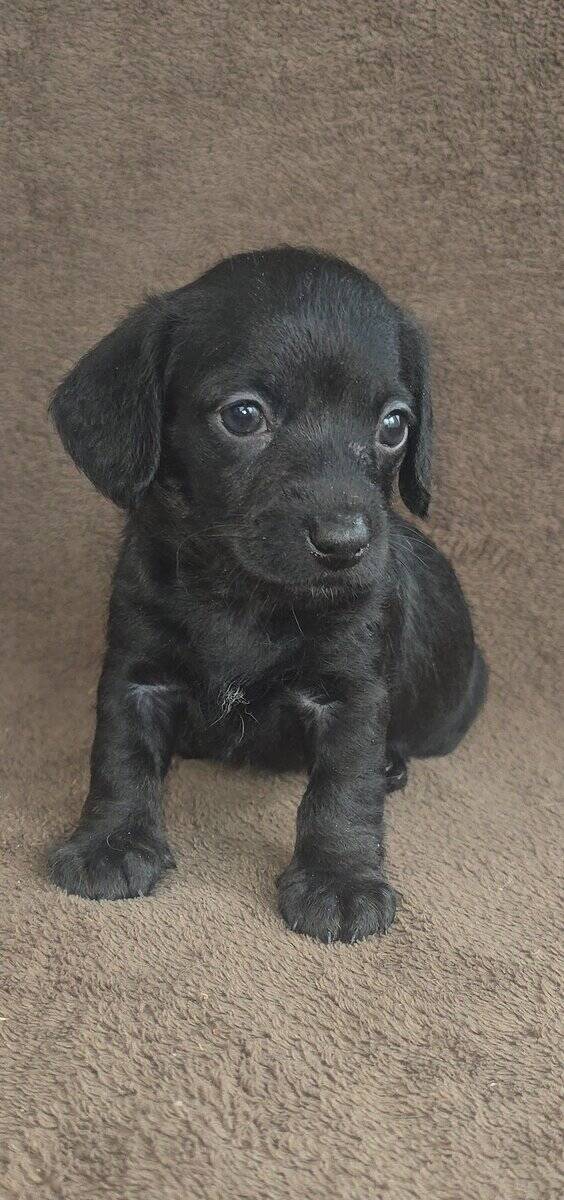 Doxiepoo image 1