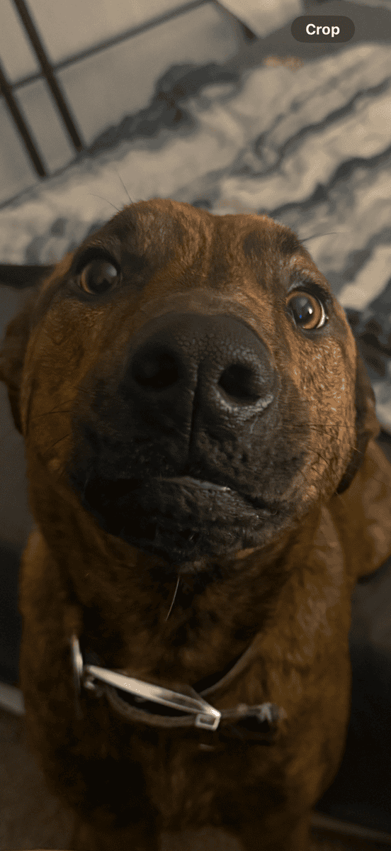 Plott hound needs good home image 1