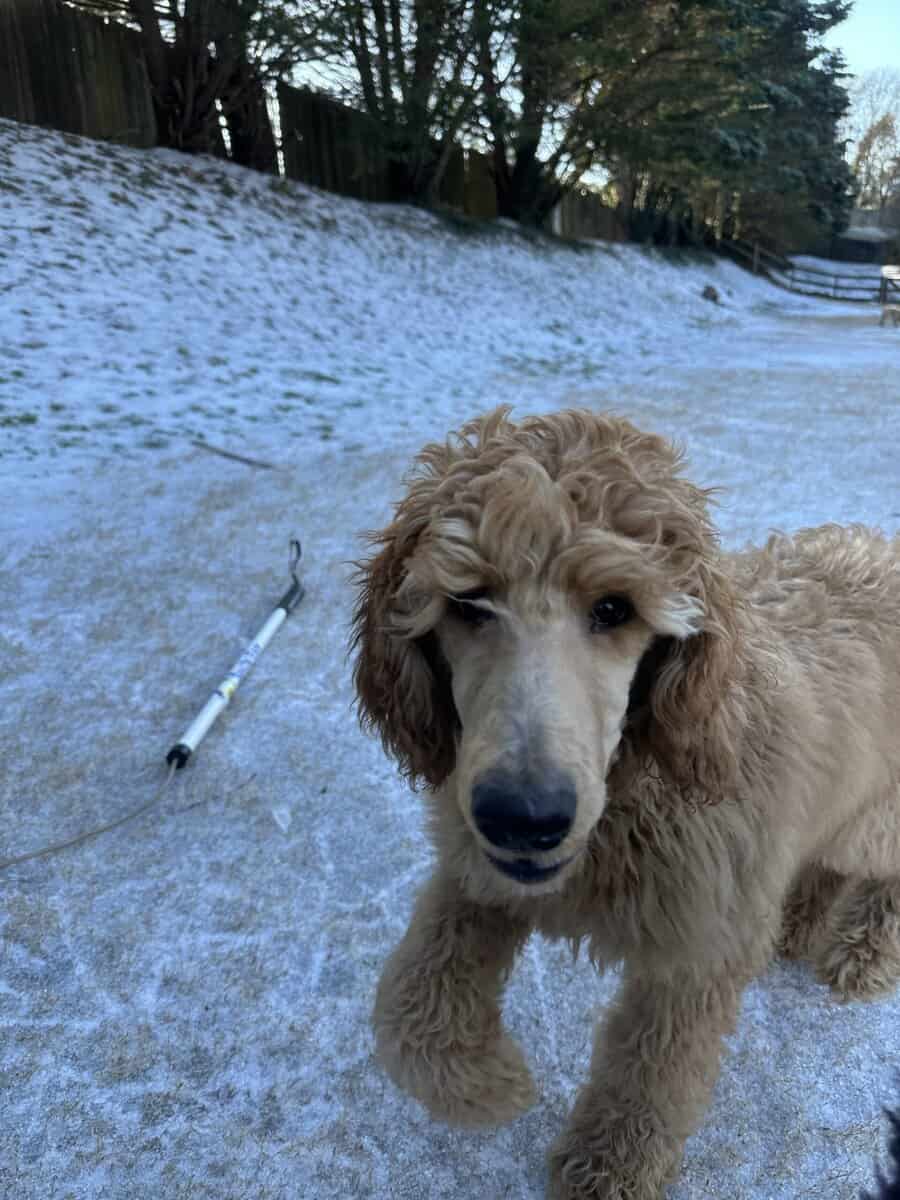 20 Week Old Standard Poodle Puppy (Male) image 1
