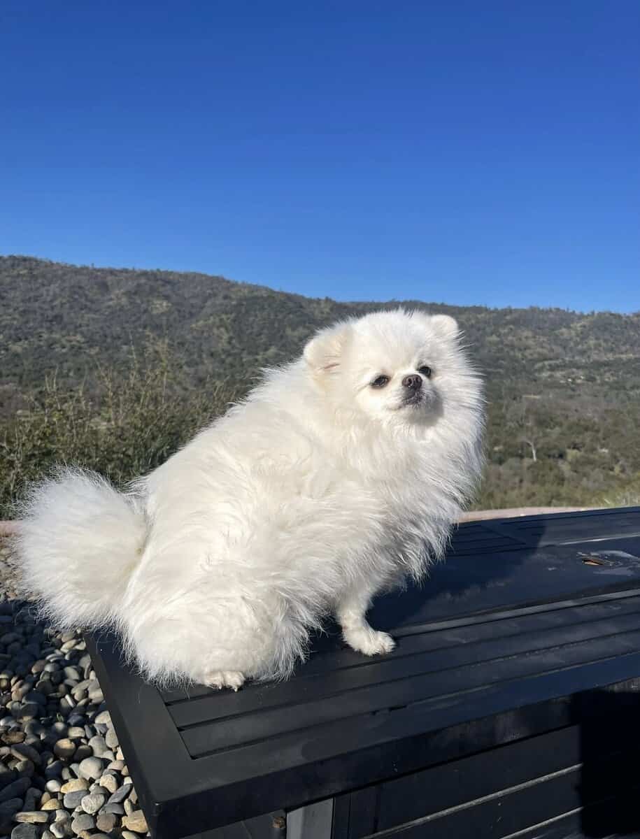 Pomeranian puppy. image 7