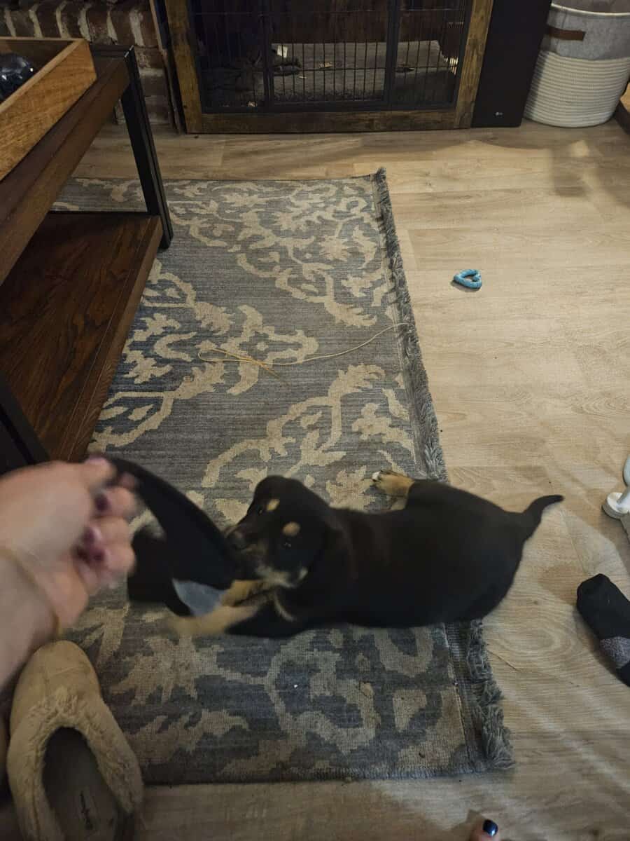 Adorable, sassy GSD mix male ready for a great hom image 5