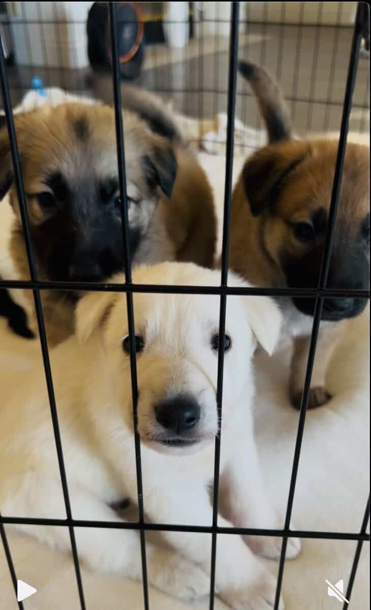 German Shepherd Puppies image 1