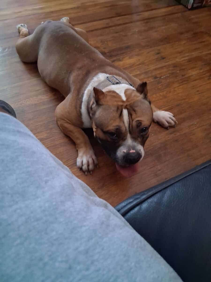XL bullie image 1