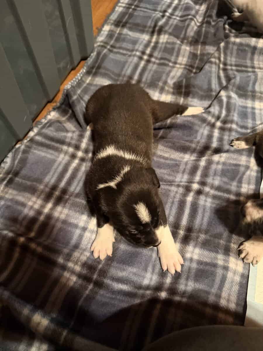 Female Puppies image 7