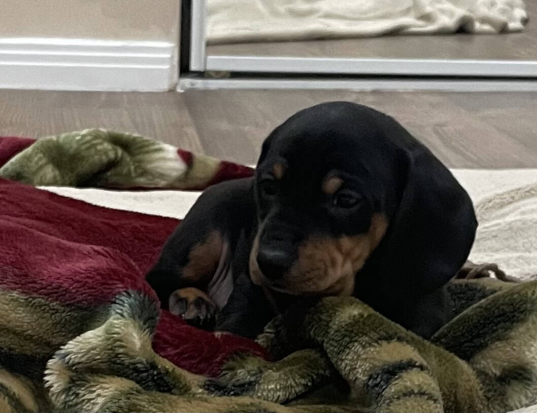 Dachshund puppy image 3