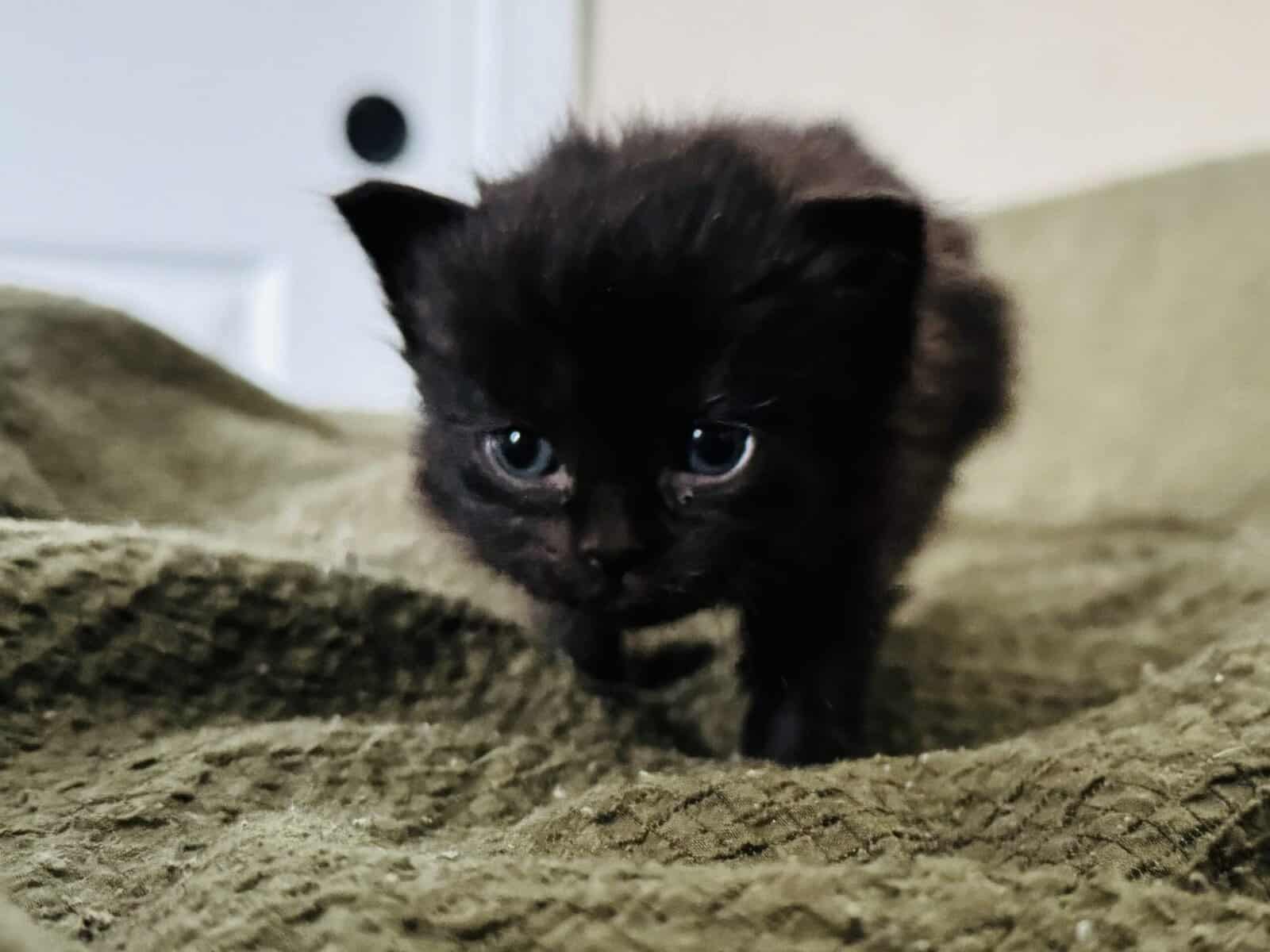 Furever Love image 13