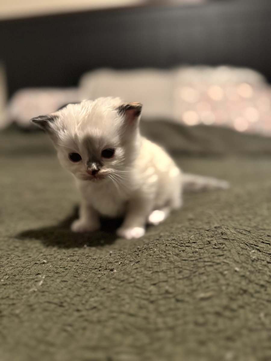 Furever Love image 14