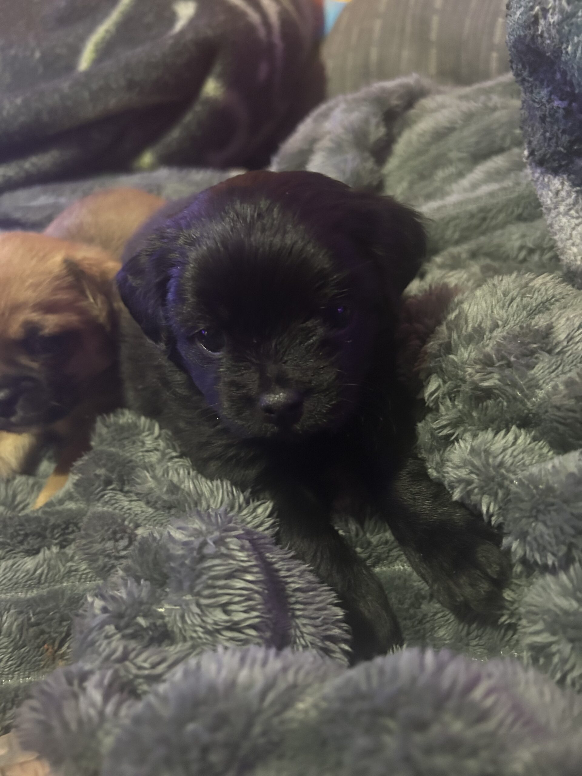 Puppy’s for sale puppy puppies image 5