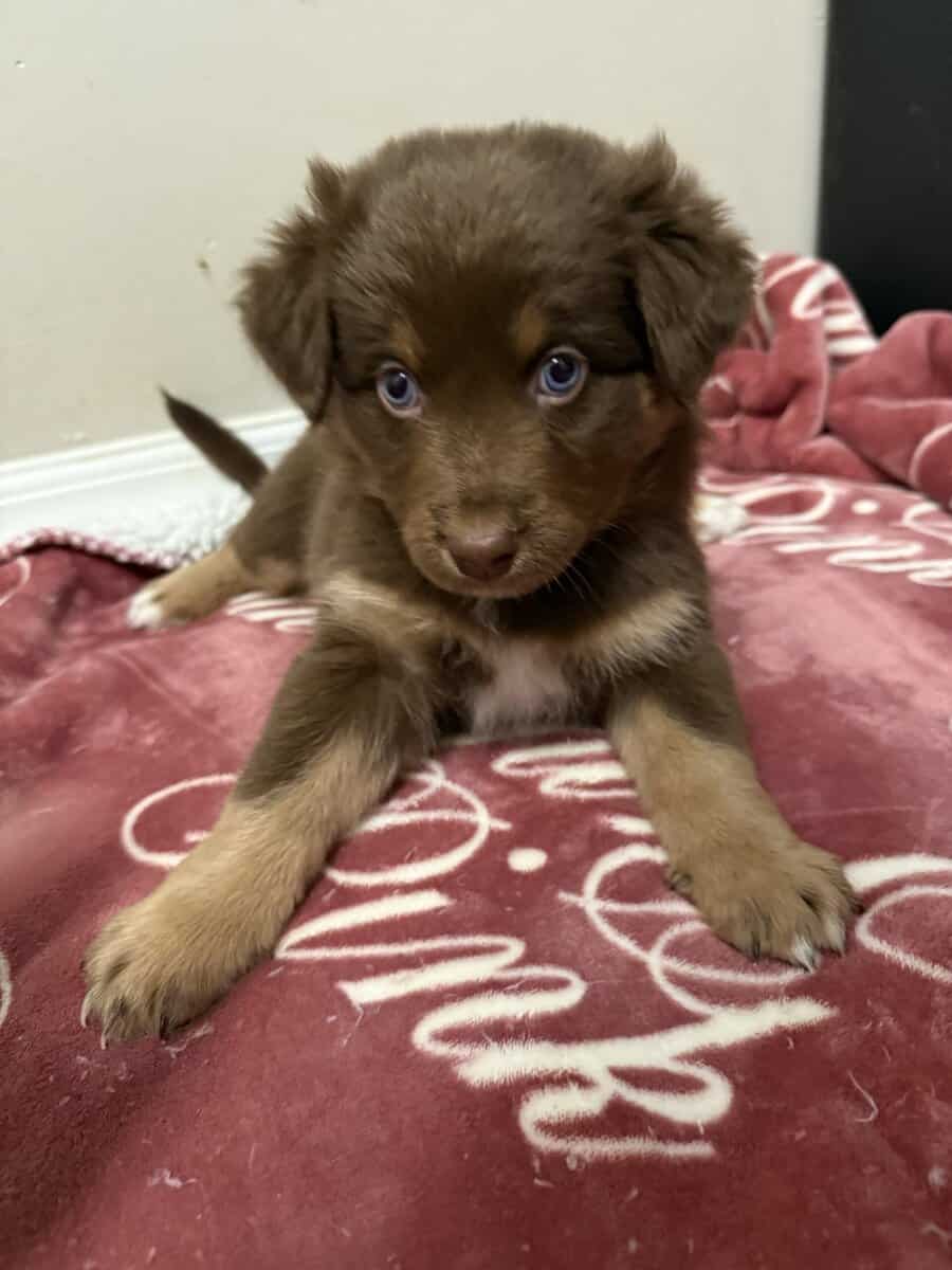 Australian Shepherd Red Female Puppy image 3