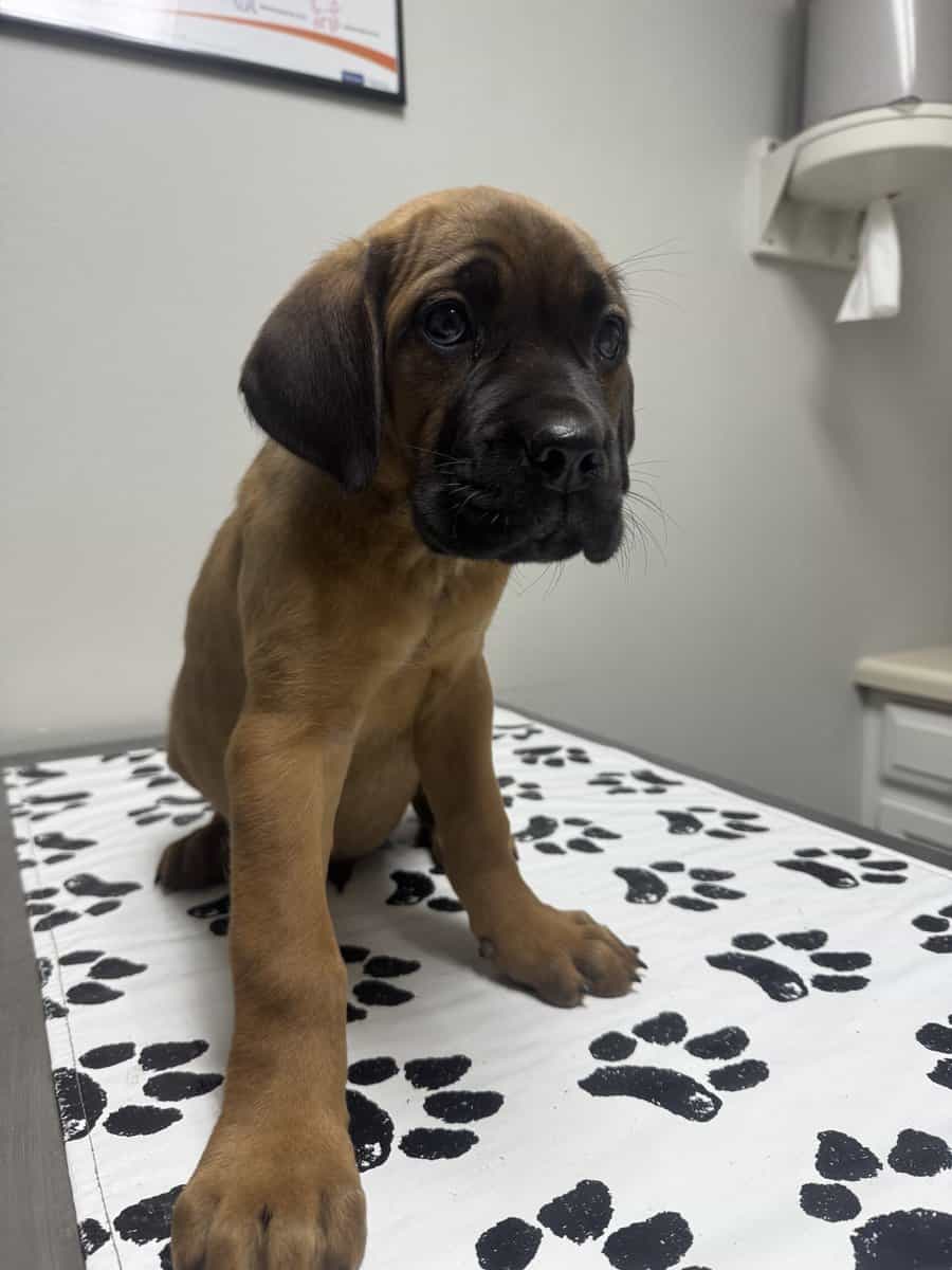 Cane Corso puppies image 16