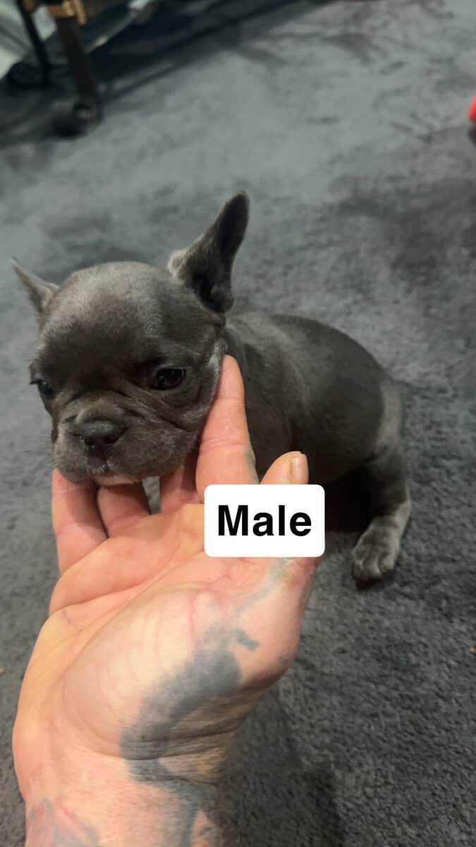 Milo. image 1