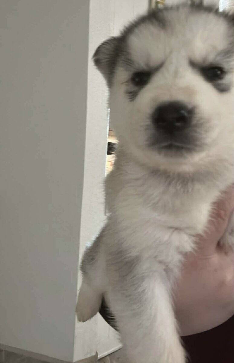 Husky’s image 3