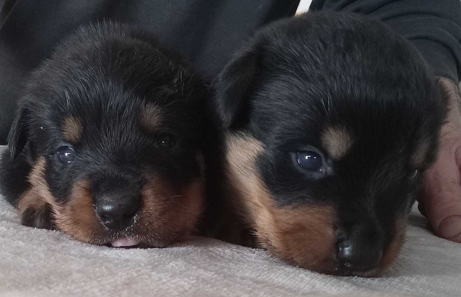 Rottweiler Puppies Looking for Forever Home image 3
