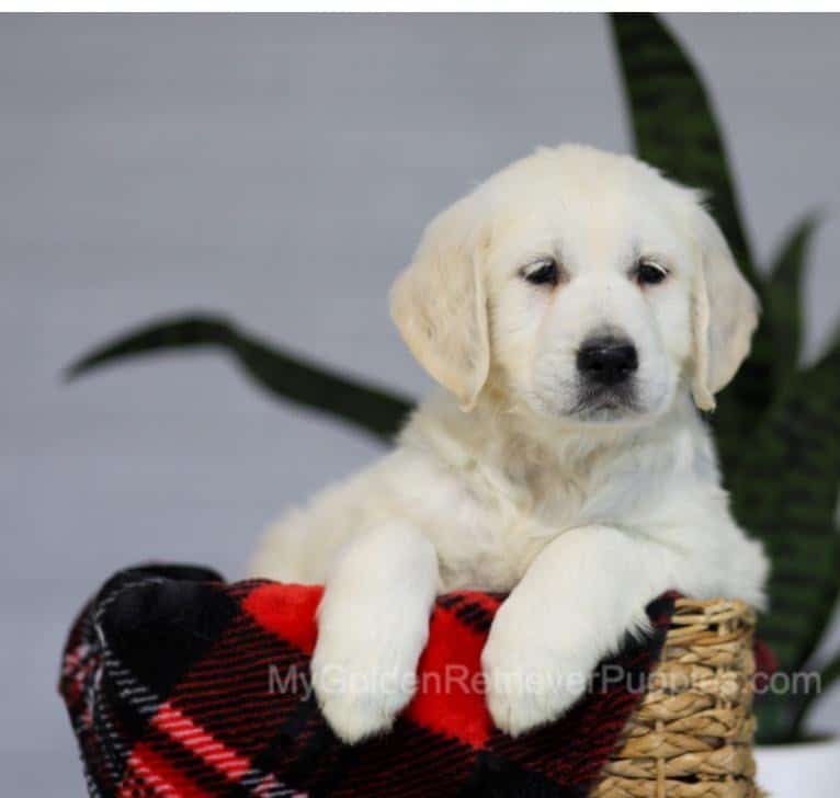 11 Week-Old Female Puppy for Sale image 1