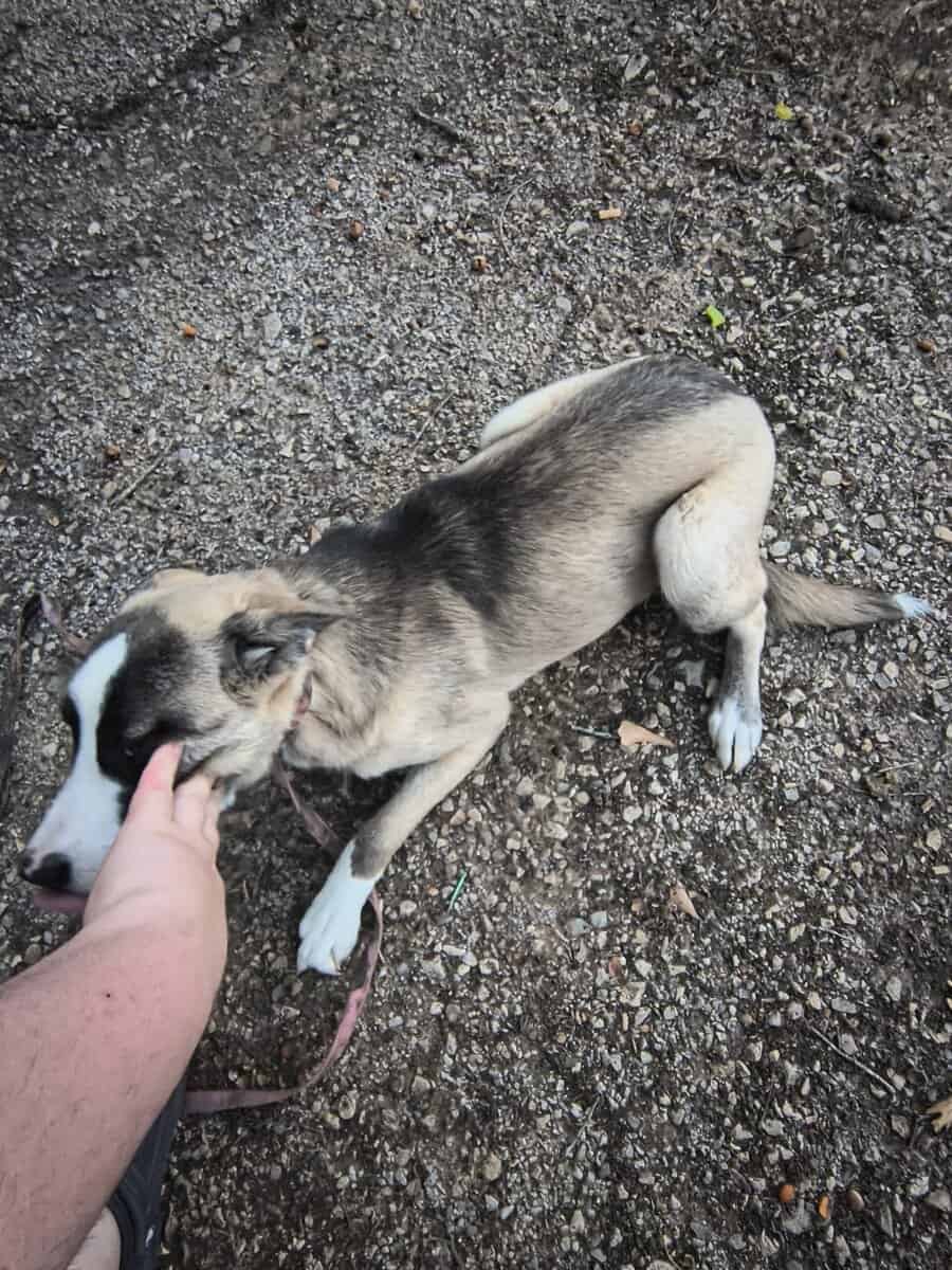 Needs a new loving home can't afford anymore image 2