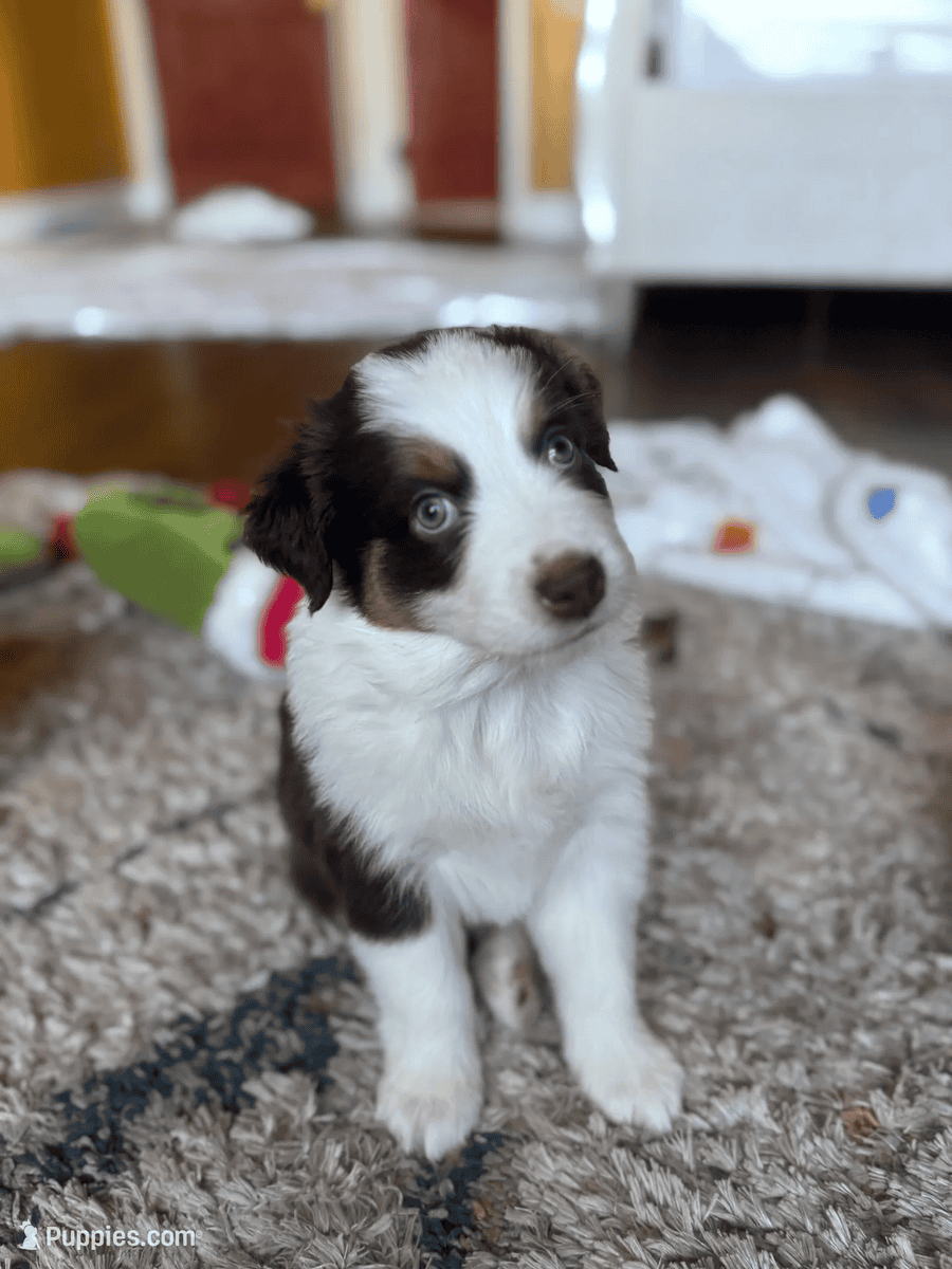 Beautiful Pure breed Aussie puppies image 2