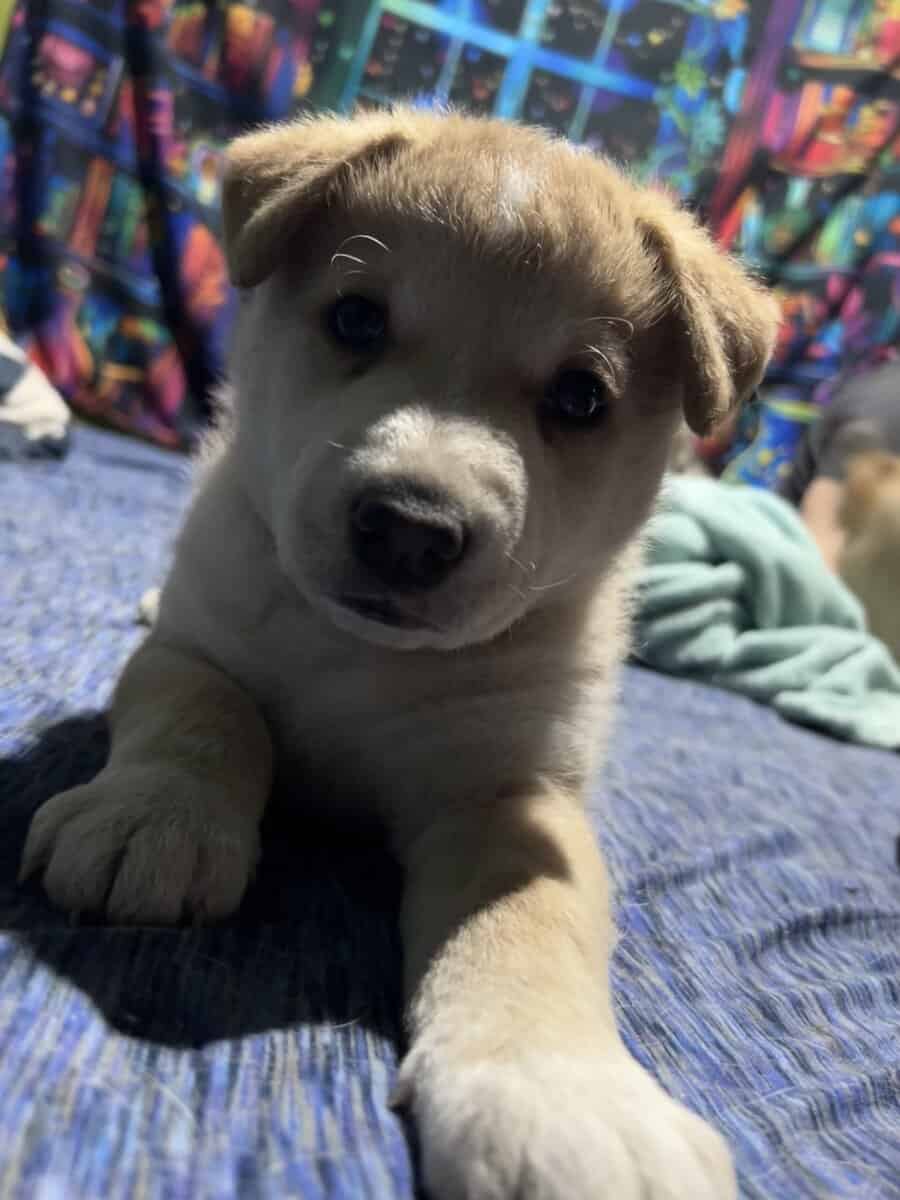 Husky mixes image 2