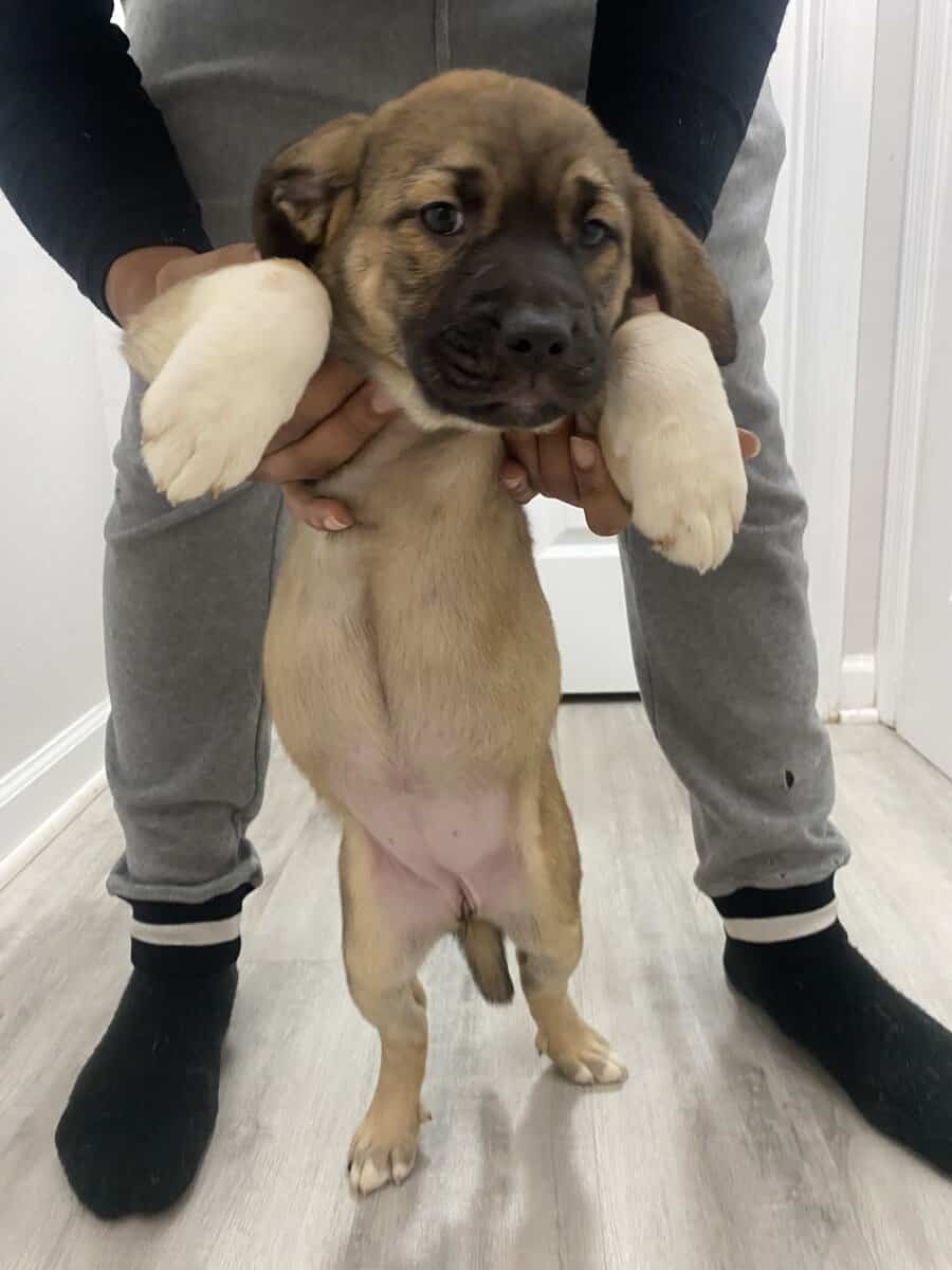 Puppy mix breed image 2