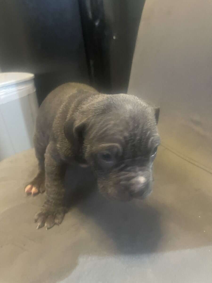 Pitt bull puppies for sale image 9