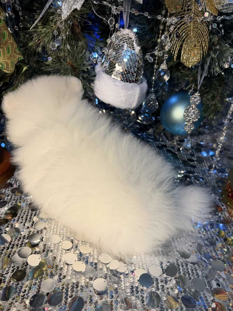 Pomeranian puppy. image 2