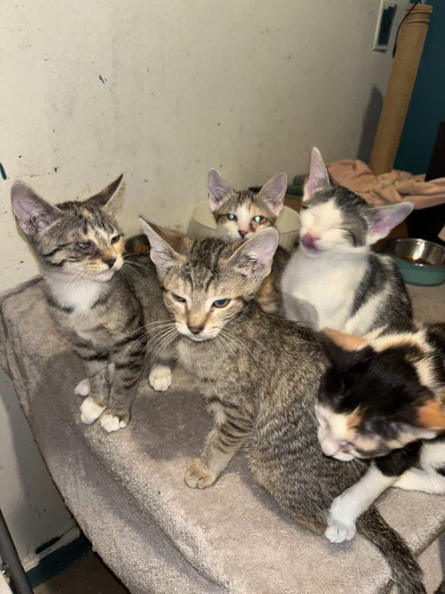 Kittens looking for good safe homes 150$ image 5