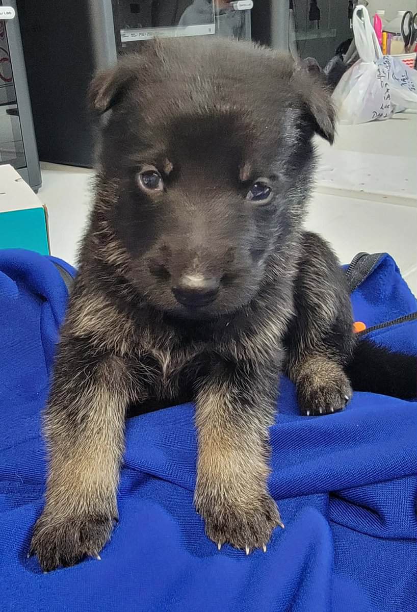 AKC Registered German Shepherd Puppies image 8