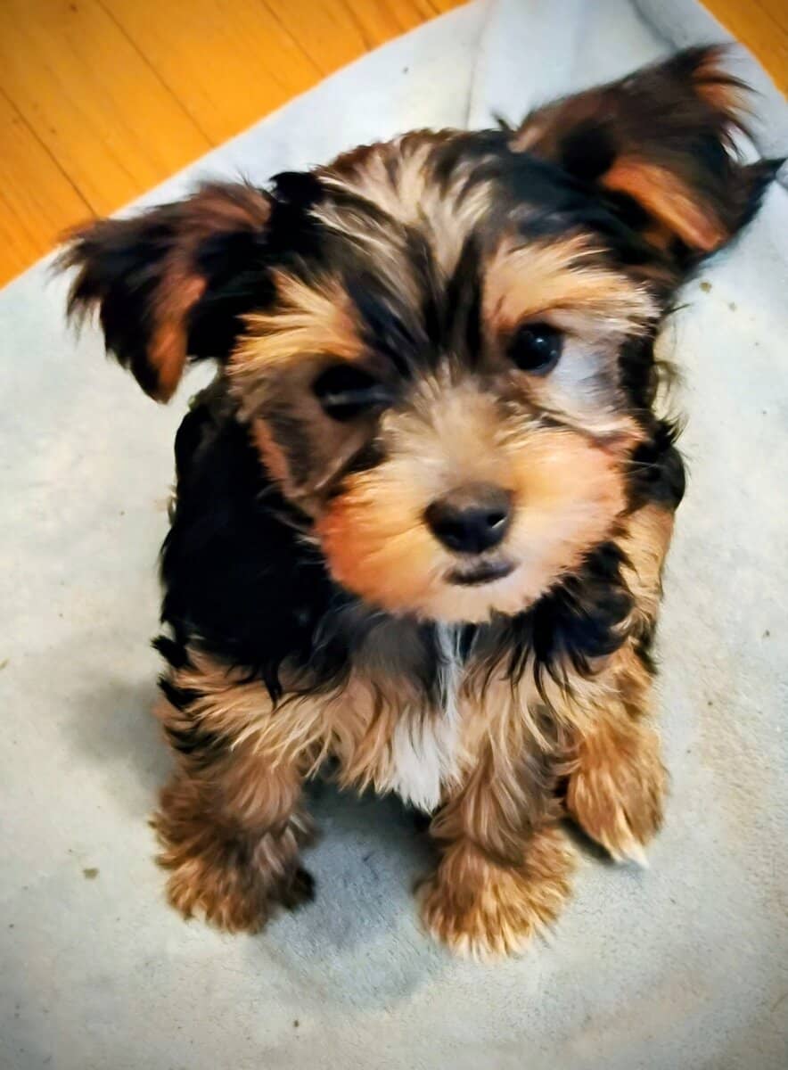 Yorkie puppy image 3