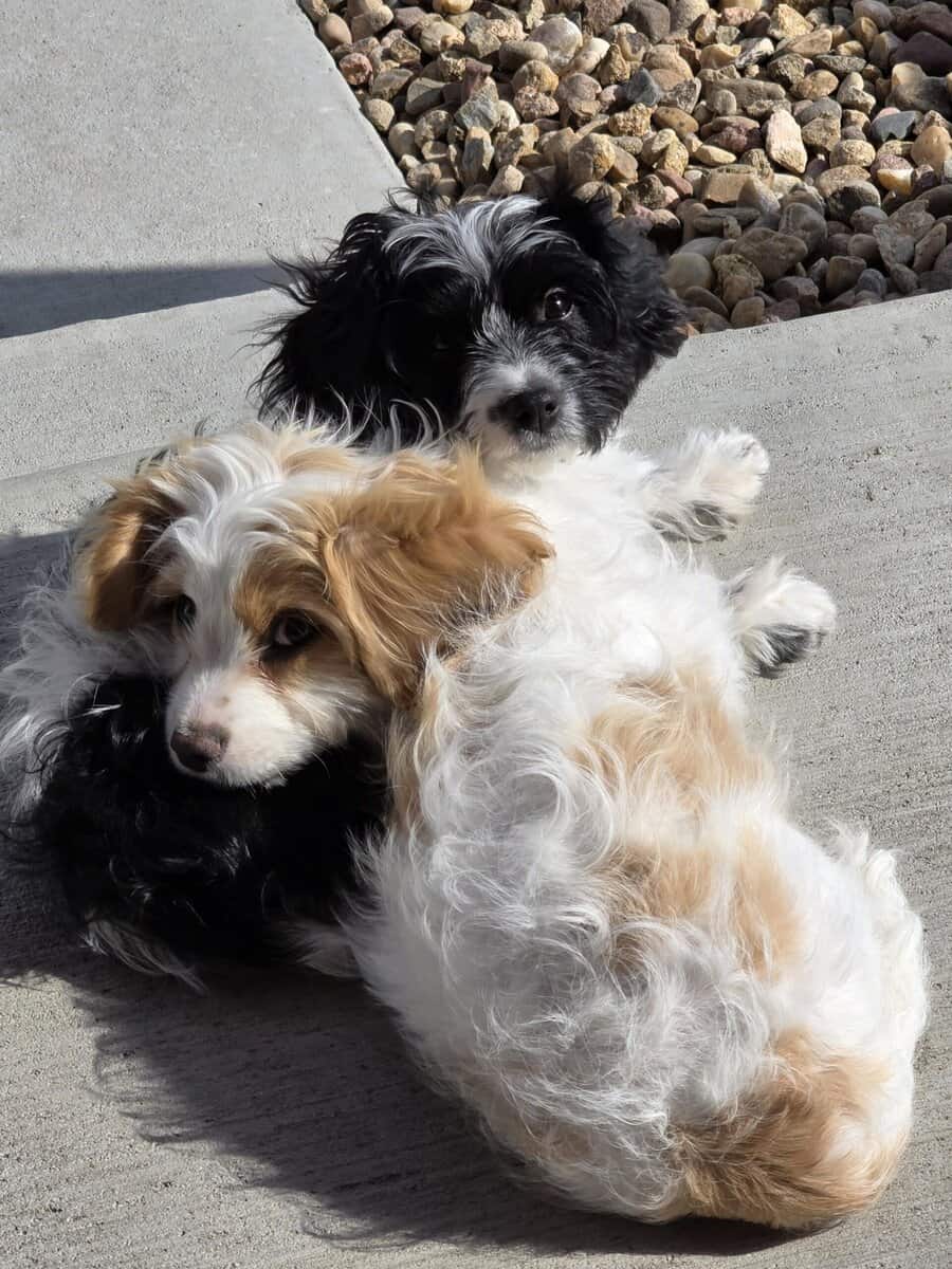 Cavachon Bonded Pair (1 year olds) image 1