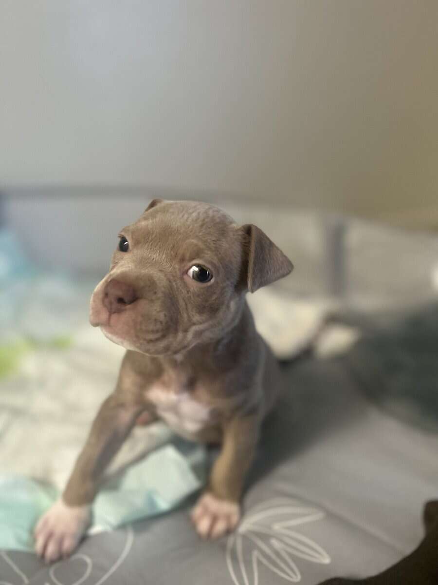 Puppy for sale Say hi to Denim image 3