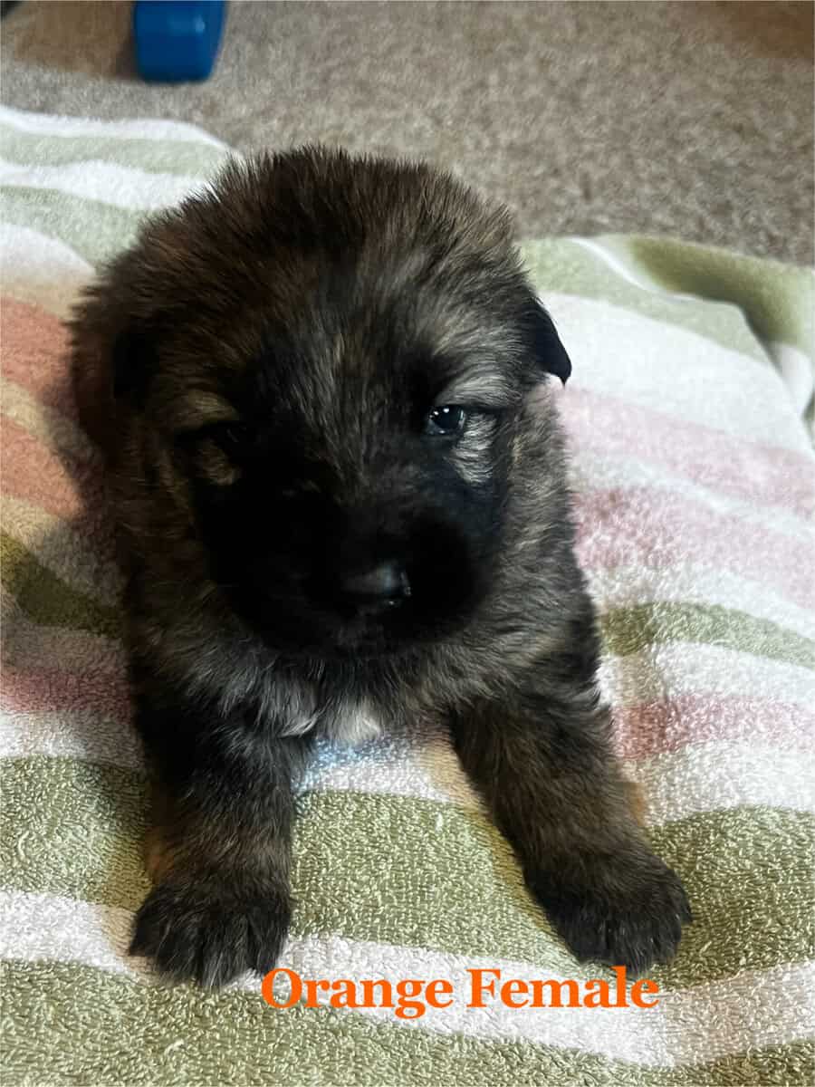 Black and Sable German Shepherd Puppies image 6