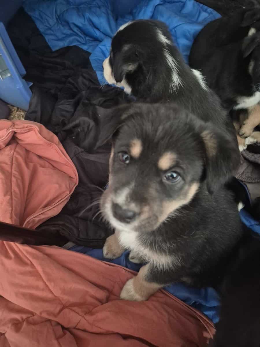 Blue Heeler Mom and German Shepherd Dad puppies image 4
