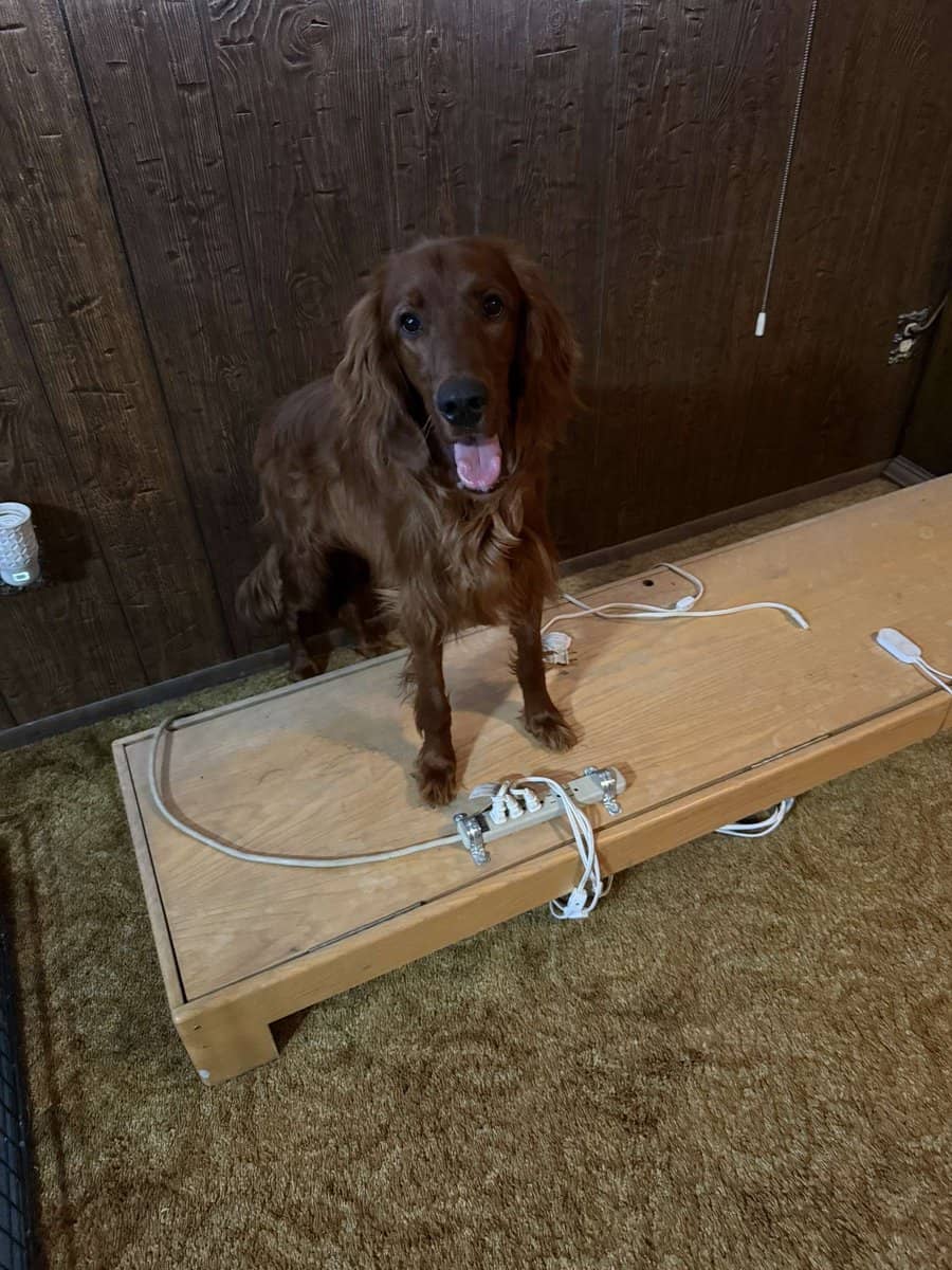 Purebred Irish Setters image 4