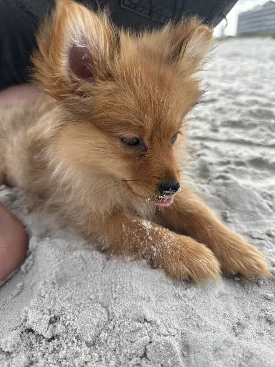 Pomeranian image 5