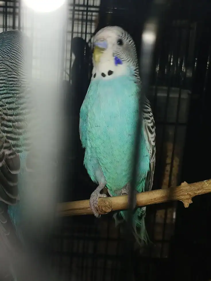 CottonCandy & Blueberry - 2 cute budgie siblings image 2