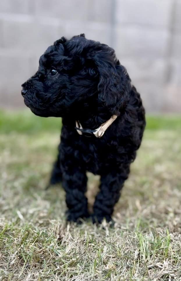 F2B Goldendoodle Puppy image 2