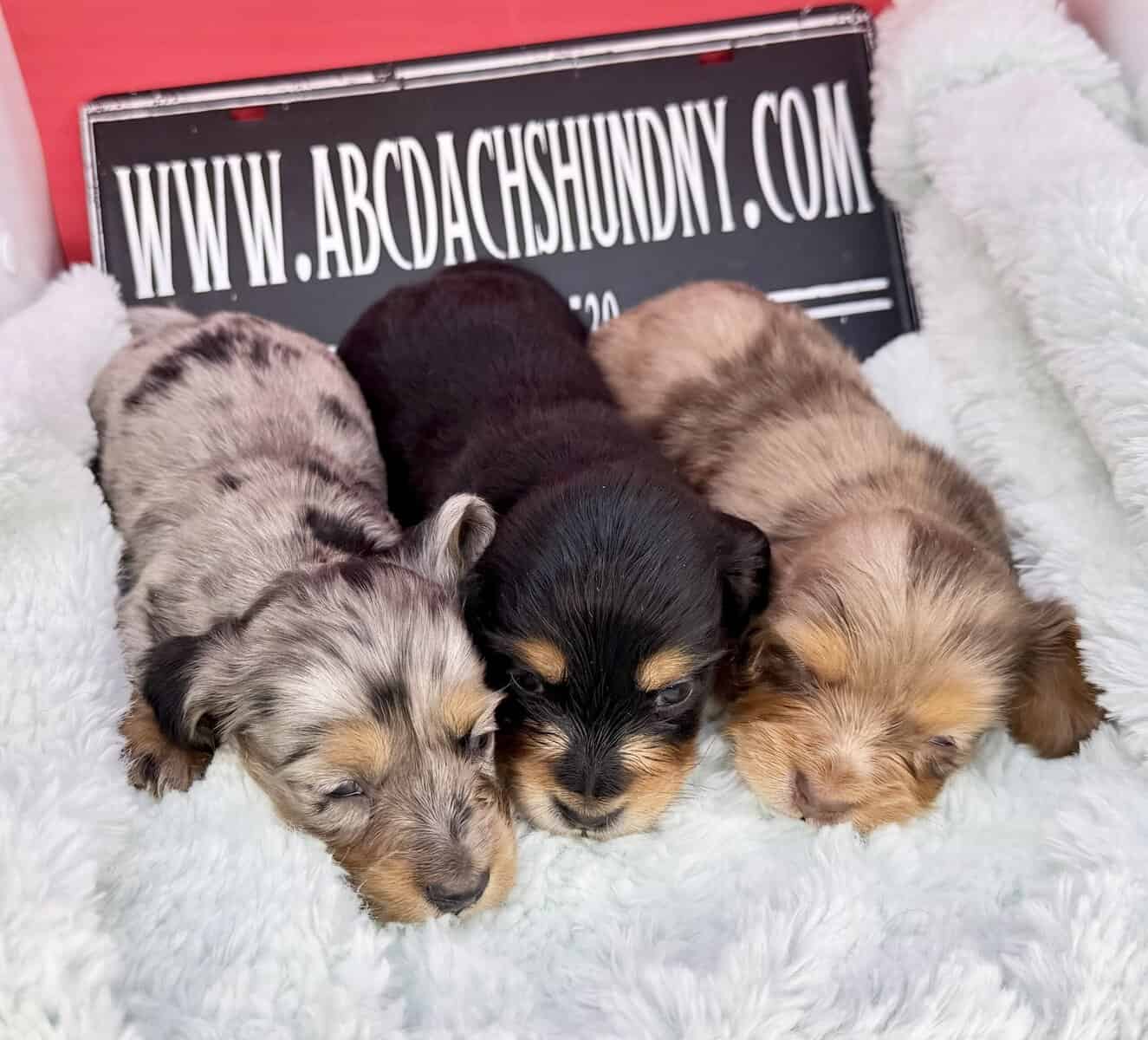 Champion bred dachshund puppies-Import line AKC image 8