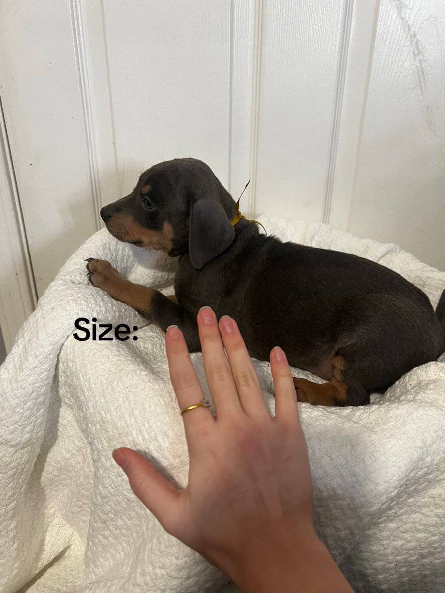 🔥 Rare Exotic Dober Bullies – Stunning Tri-Color image 6