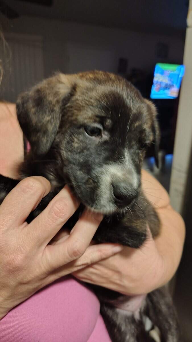 6 puppies image 12