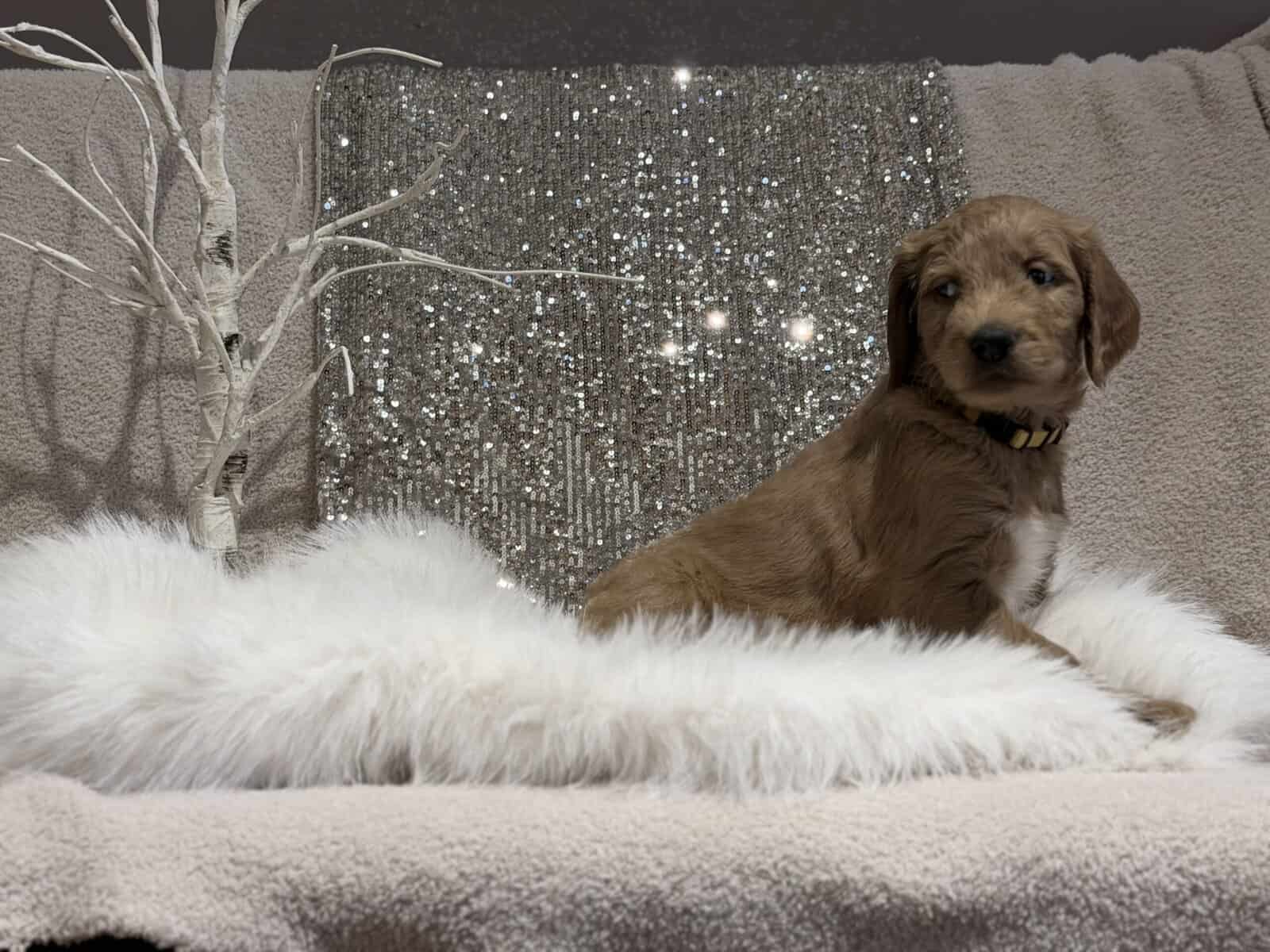 Double Doodle puppies image 4