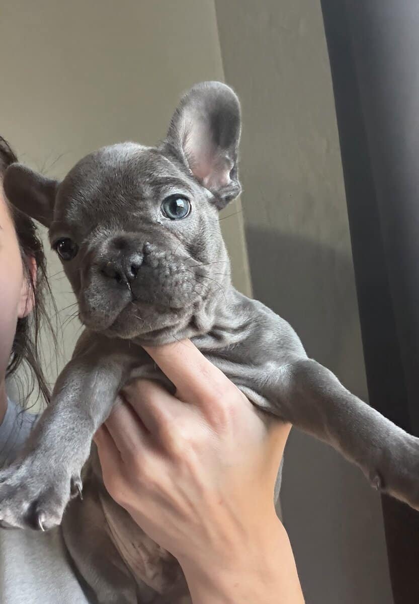 French Bulldog Puppy image 5