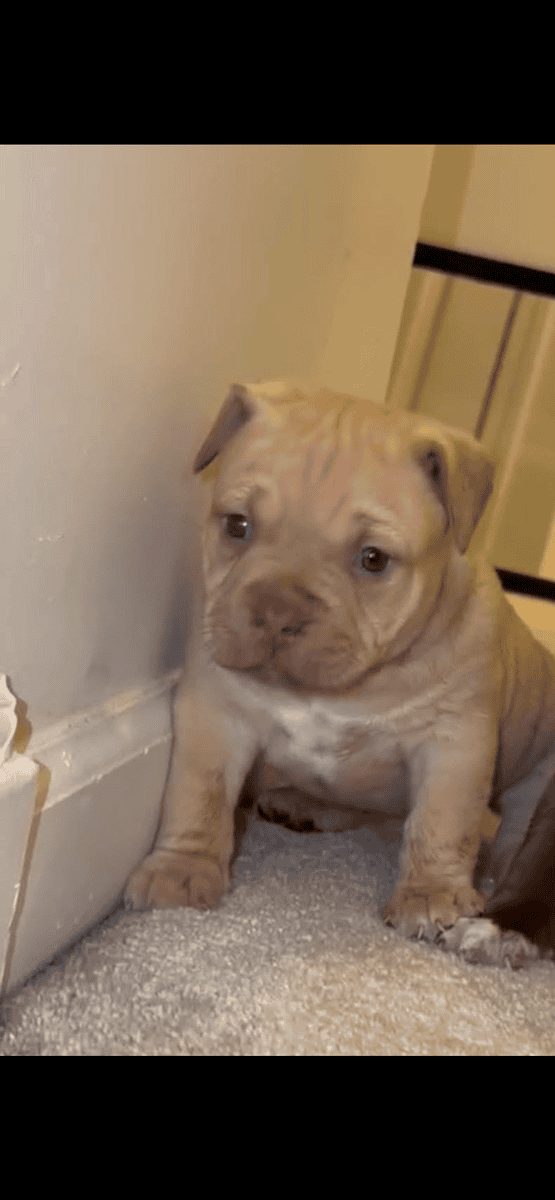 Female Pocket Bully image 1