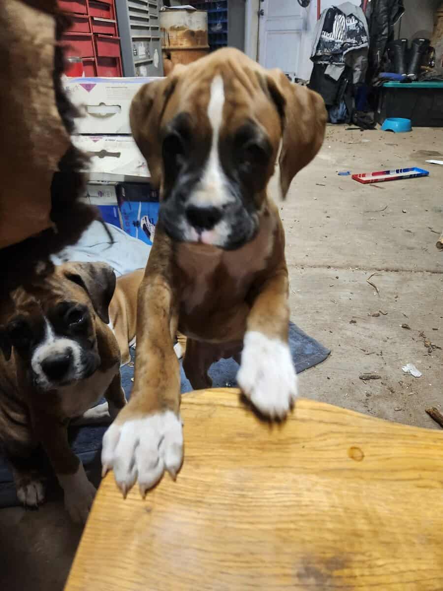 2 purebred 9 week male puppies image 2