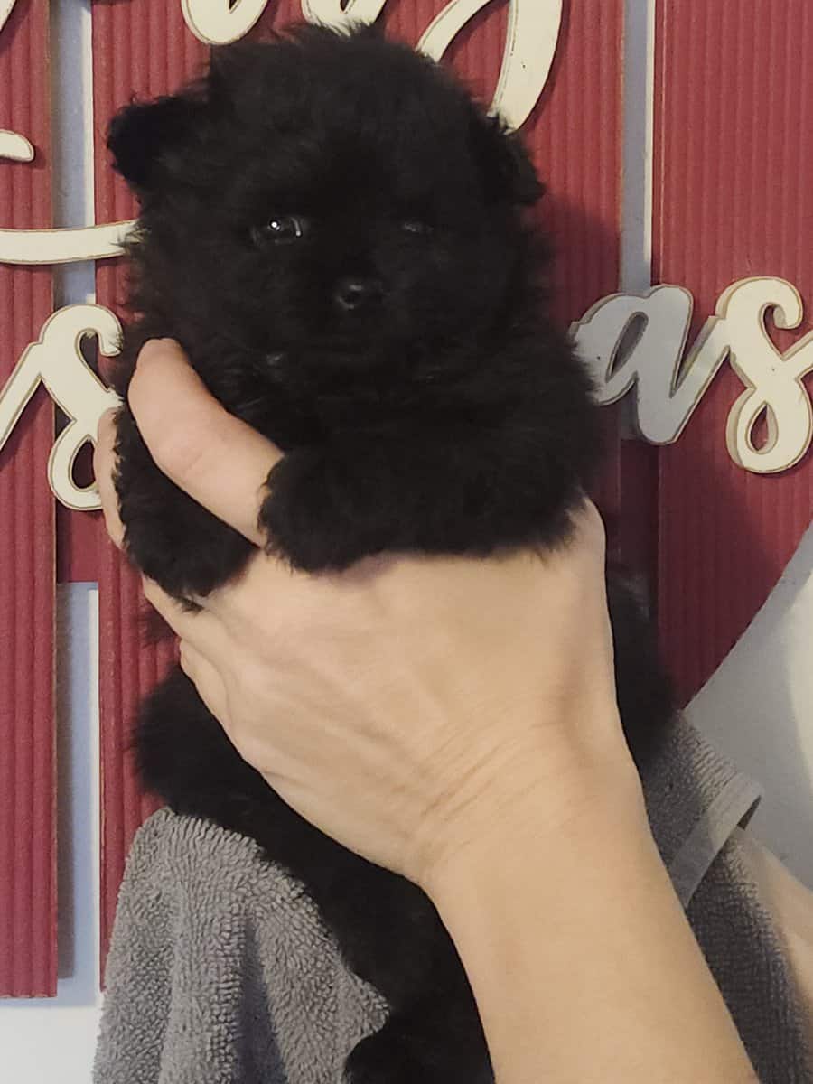 Pomapoo and Maltipoo image 3