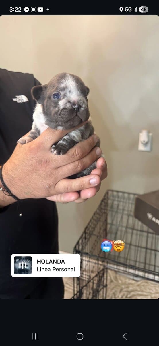 Bigrope fluffy french bulldog image 7