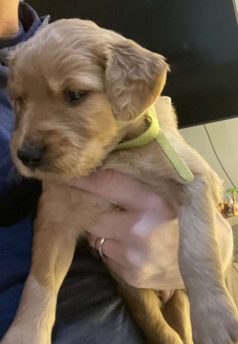 F1B Goldendoodle puppies (4 weeks old)Cadillac MI image 5